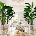 Ave del Paraíso en Cono de Acero Inoxidable Martillado Plateado para decoración de interiores | Vareluma